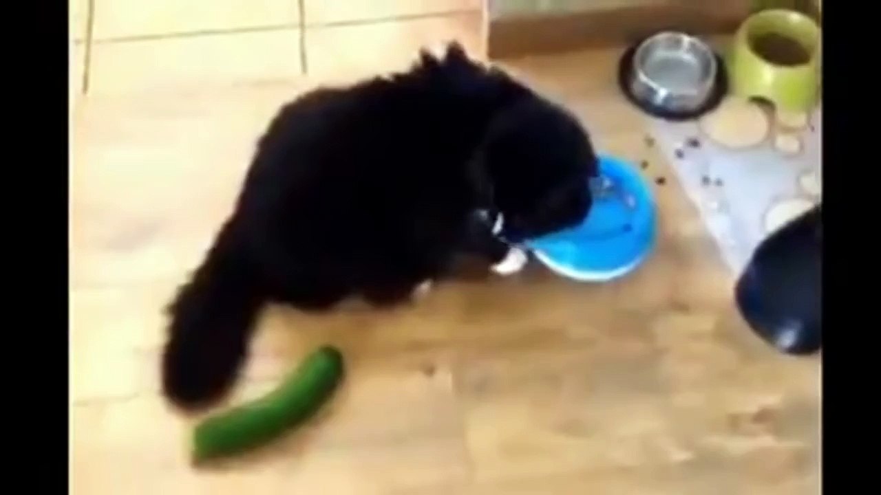 Cats and Cucumbers