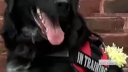 Dog saves South Carolina boy from abusive nanny