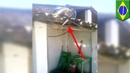 Rum-guzzling knife-wielding capuchin monkey terrorizes from Brazil rooftop