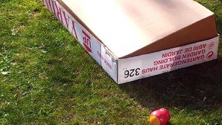 Funny kids video - Whose in the box?
