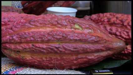 EE.UU. y Colombia ponen en marcha "Cacao para la Paz"