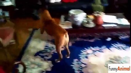 ---Funny Dogs vs Bath Time Compilation 2015 - Funny Animals