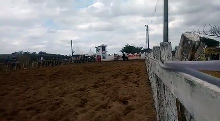 haras hs Wild rocket bar araçagi pb