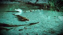 Rare and Shocking - Giant Anaconda Attacks and Swallows Crocodile