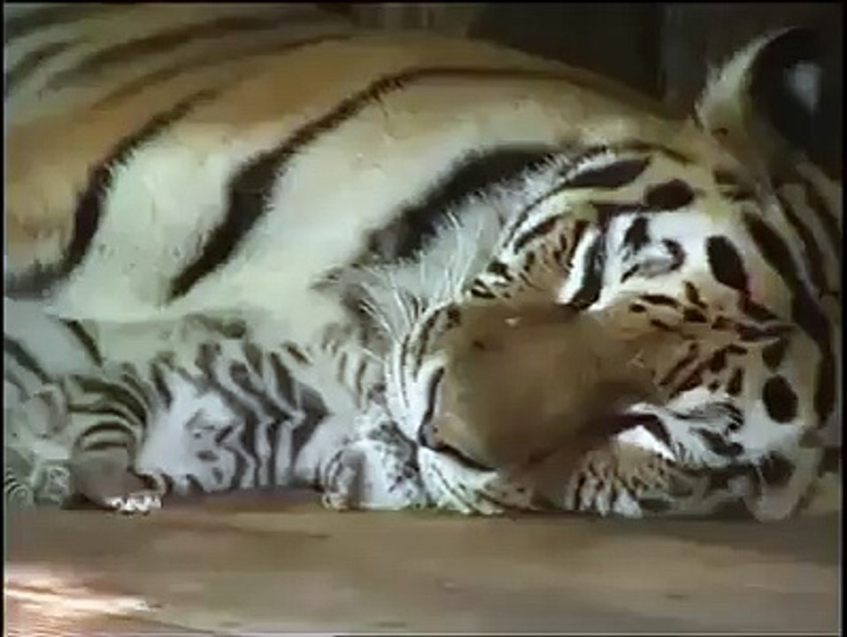 Тигренок. Тихий час.