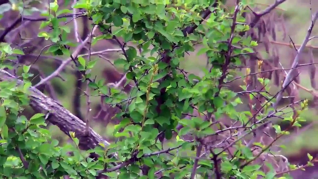 Leopard Attack Porcupine to die Amazing Animal part 5