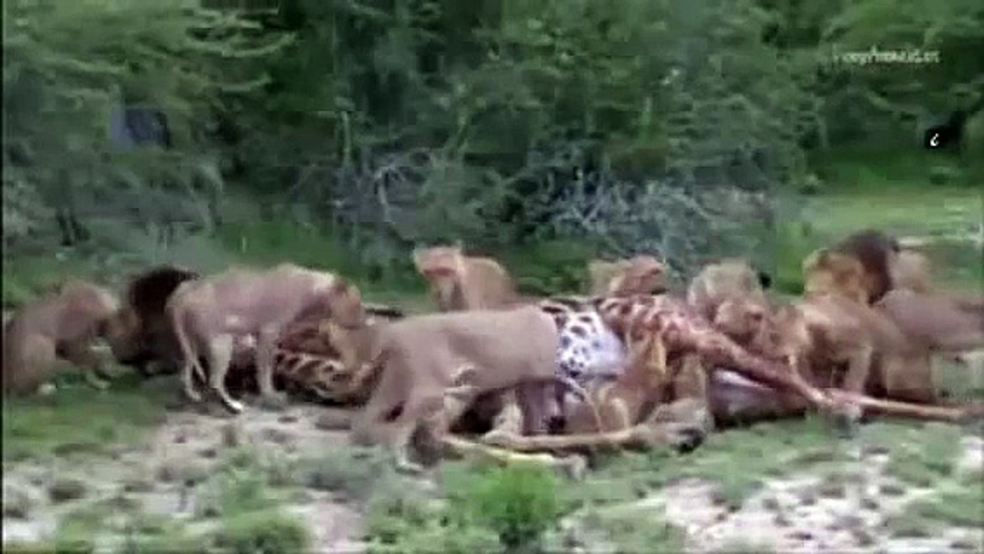 ⁣Dangerous | Nature Documentary | Animal Attack | Tiger Attack | Lions Vs Giraffe | African
