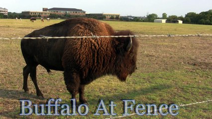 American Buffalo At Fence