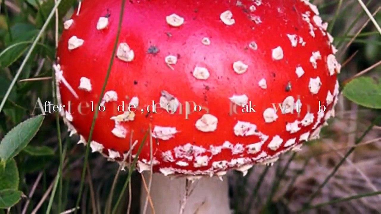 Isolated: The Zoé tribe (part 1)