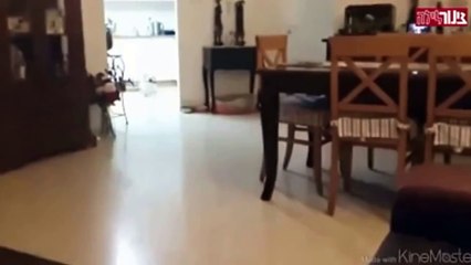 Funny dog jump and failed