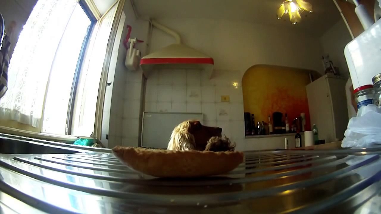 Funny dog jumping for a cookie