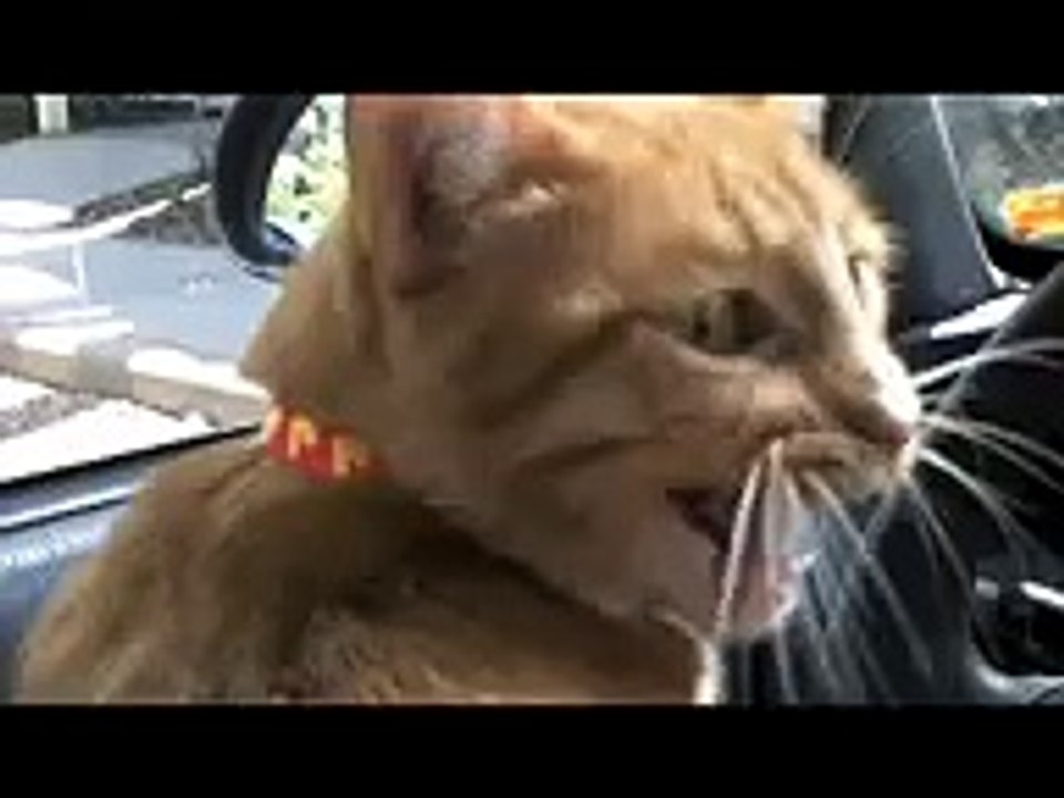 Cats Meowing and Talking Compilation Video