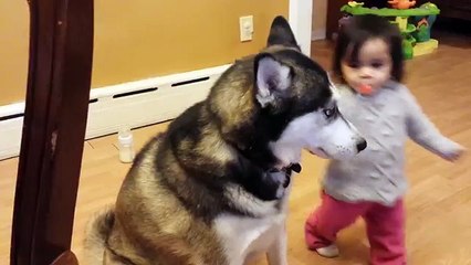 Baby Loves Siberian Husky Dog!