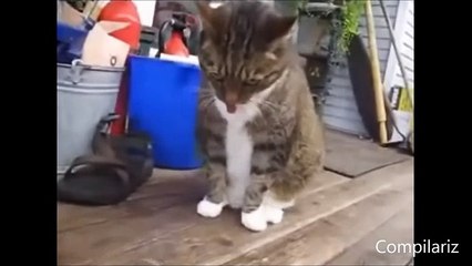 Dancing Cats Compilation dailymotion,  funy cats and dogs enjoing on misic 2016  best cats dancing videos must watch