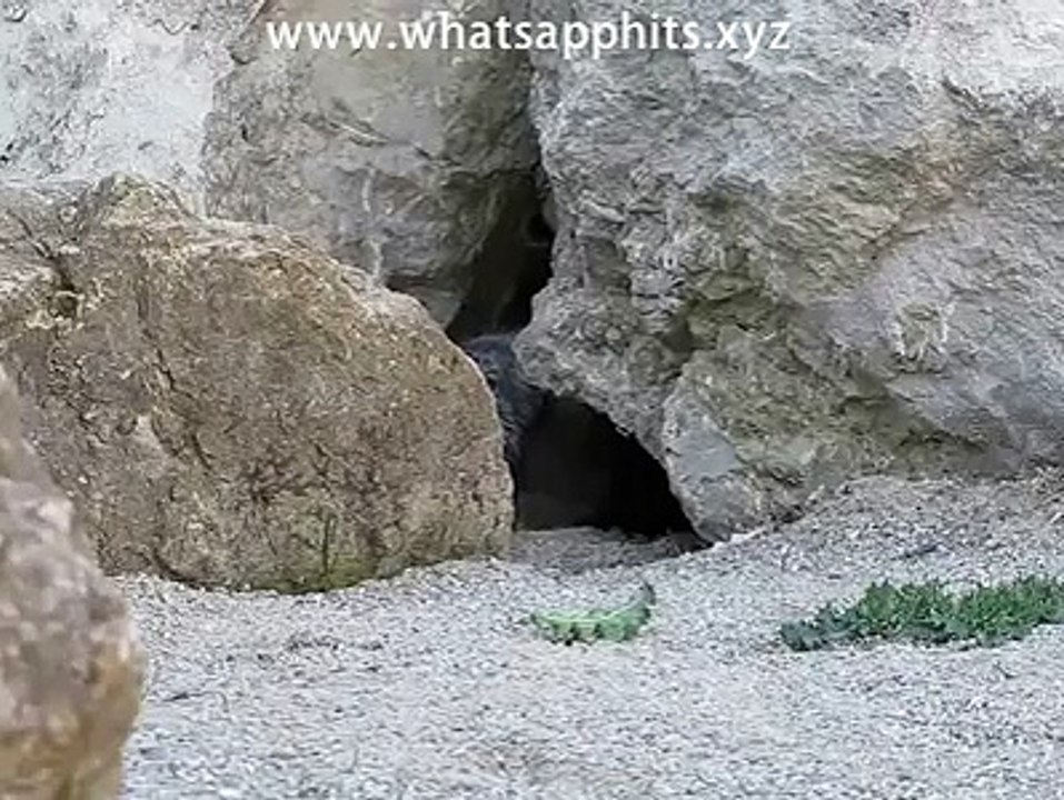 A different look of a curious cat