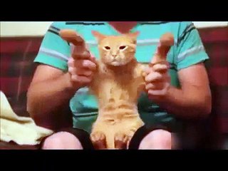 TOP Funny Cat and Dog Dancing and Singing in the World - Mkls - YouTube