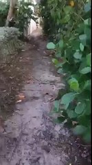 Test using "Scope Freak" - This is NOT my video - but Peri. content from Twitter feed