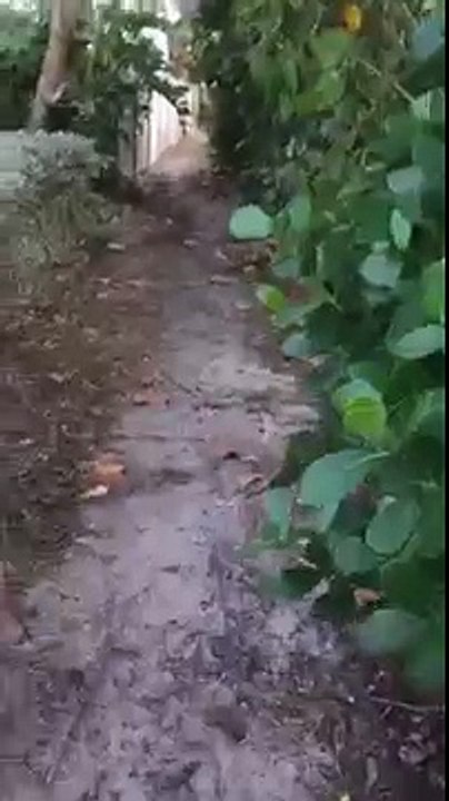 Test using "Scope Freak" - This is NOT my video - but Peri. content from Twitter feed