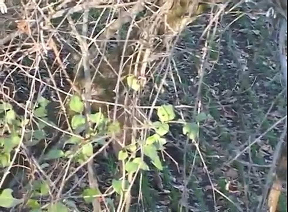 Deer Hunting Video - Monster Ohio Buck