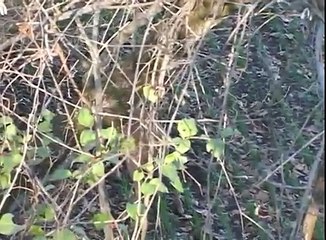 Deer Hunting Video - Monster Ohio Buck