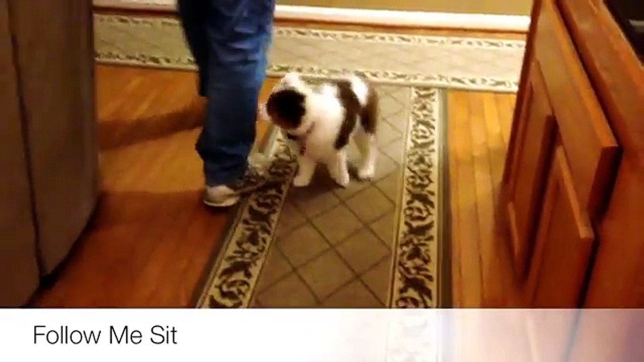 Basic Puppy Obedience Training