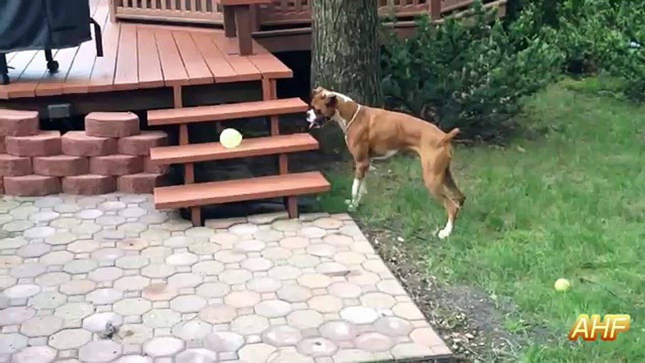 Best Funny Dogs vs Balloons