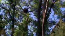 The American Bald Eagle National Geographic Documentary Video June 2016