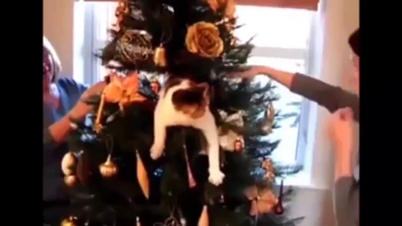 Funny Cats Dogs and Animals, Best Cat Dog Agility Compilation. Reality TV Pet Vines, Top F