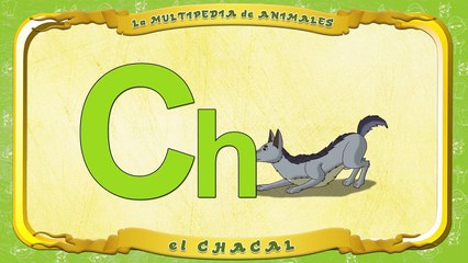 la Multipedia de animales. Letra Ch el Chacal