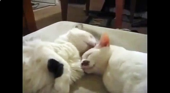 Эти кот и кошка очень любят друг друга!