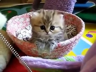 Эти забавные кошки рассмешат кого угодно