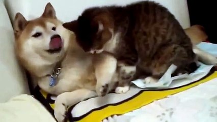Собака облизывает кошку вот прикол!