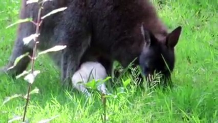 White Wallaby struggles to climb into pouch