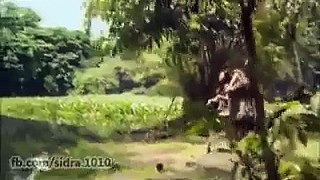 Crocodile Eats a Alive Girl