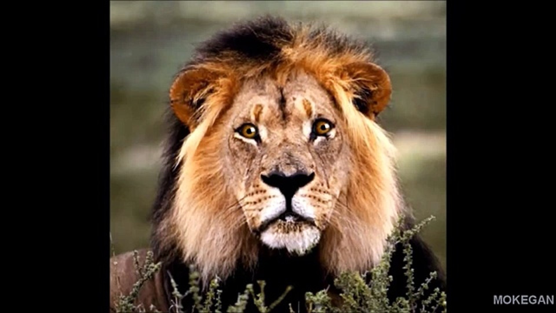 ⁣Трейлер к ролику Animal Planet WebTransfer