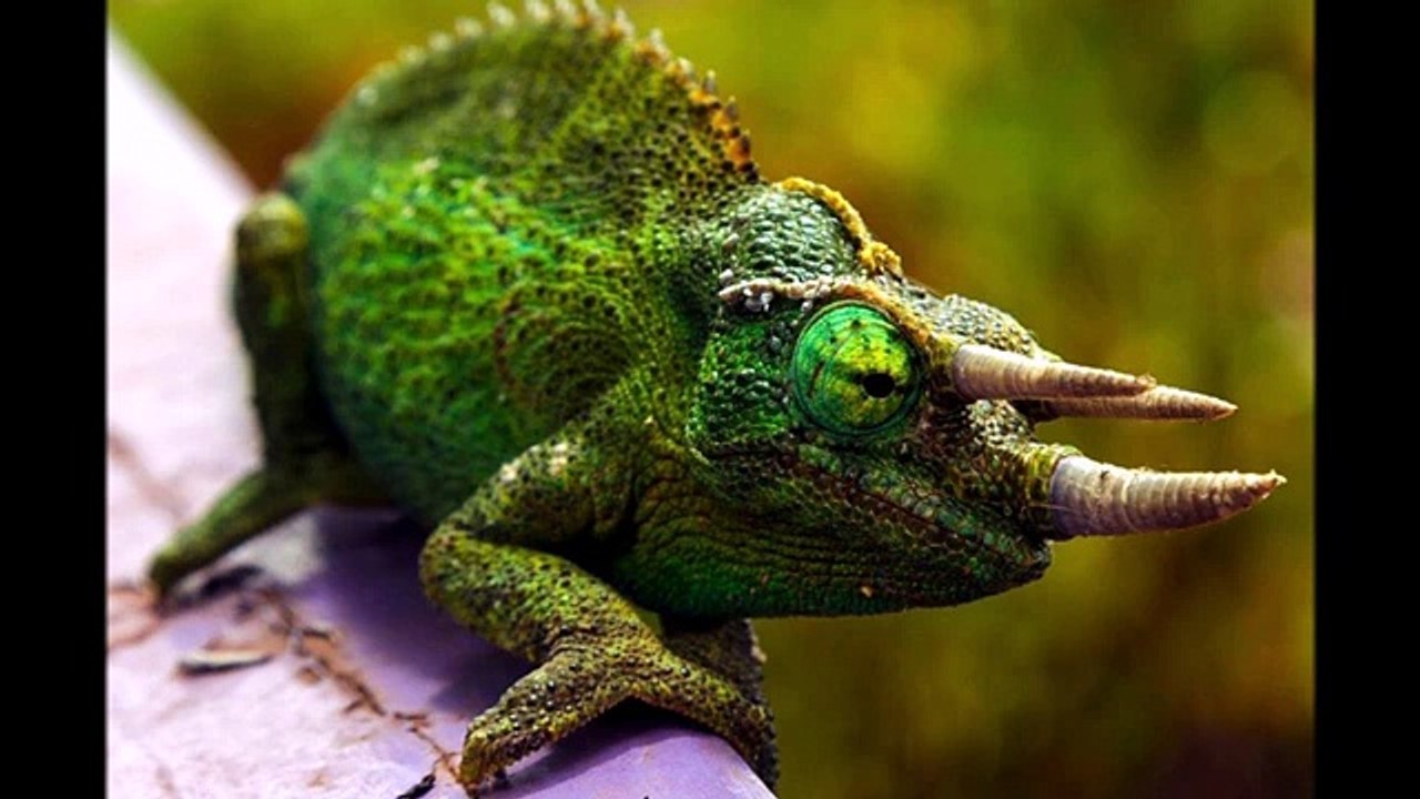 Хамелеон Джексона (Trioceros jacksonii) [ Это интересно ] Животные Африки