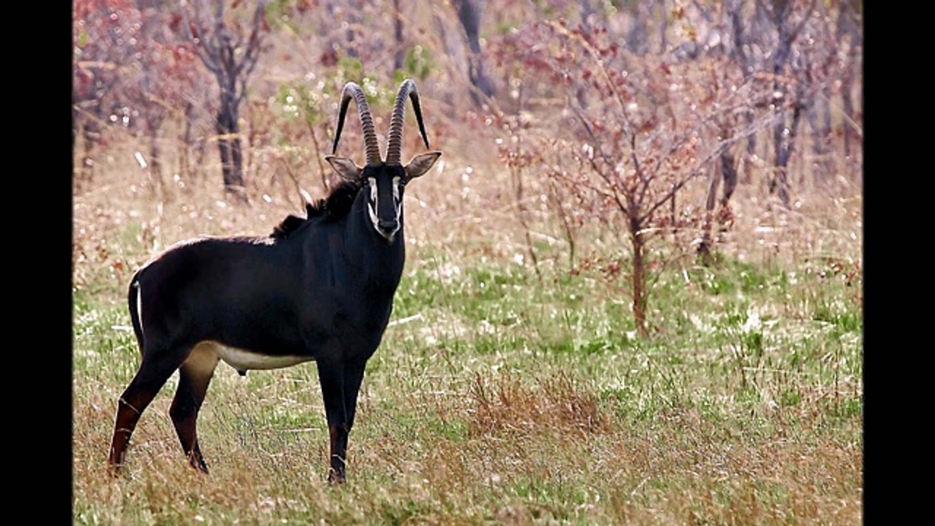 Саблерогая антилопа из африки. Черная саблерогая антилопа. Чёрная антилопа самка. Черный Орикс антилопа. Антилопа козел.
