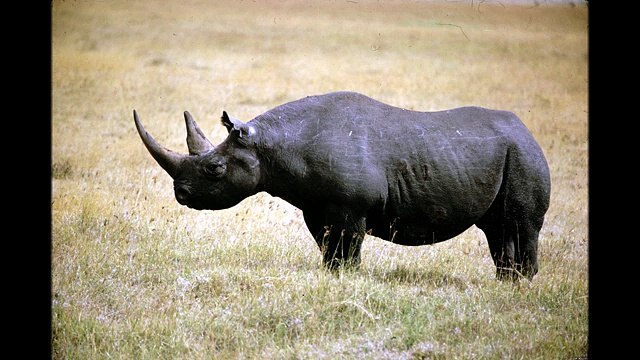 Чёрный носорог ( Diceros bicornis ) [ Это интересно ] Животные Африки