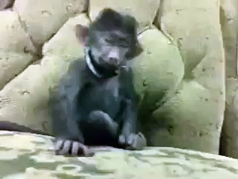 Ma bojo ho