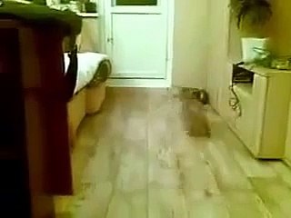 Смешной прикольный котик