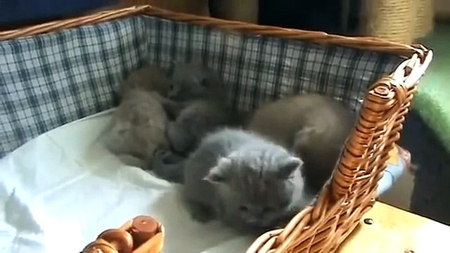 Симпатичные британские котята Такая прелесть!