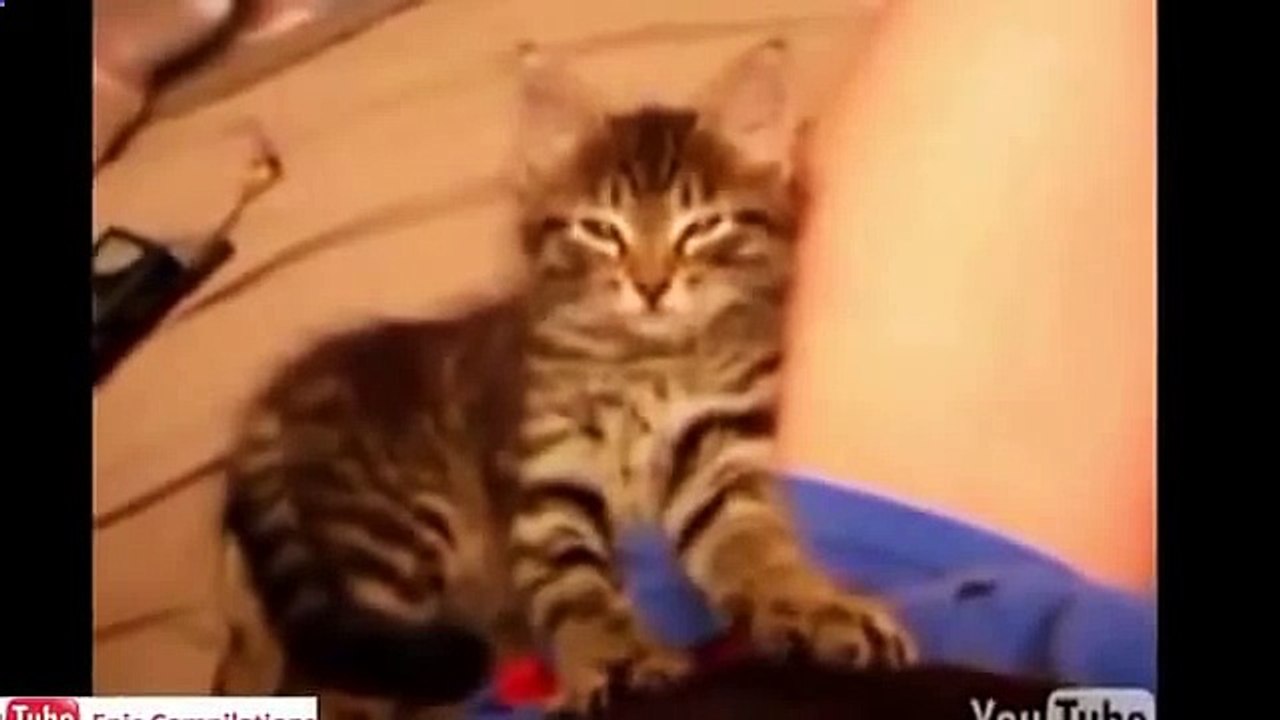 Самая эпичная подборка котоприколов