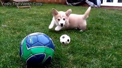 Corgi Plays With His Balls