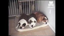 Three Bulldogs Catch Some ZZZ s