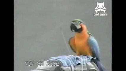 Parrot goes on joy ride