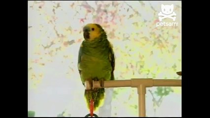 Parrot should play in the major leagues