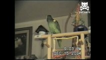 Parrot  sings happy birthday to owner
