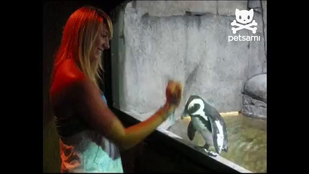 Penguin follows woman s every move