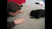 Pug gets annoyed and hand-fights owner