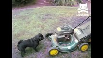 Pug spins in circles to the sound of a lawn mower
